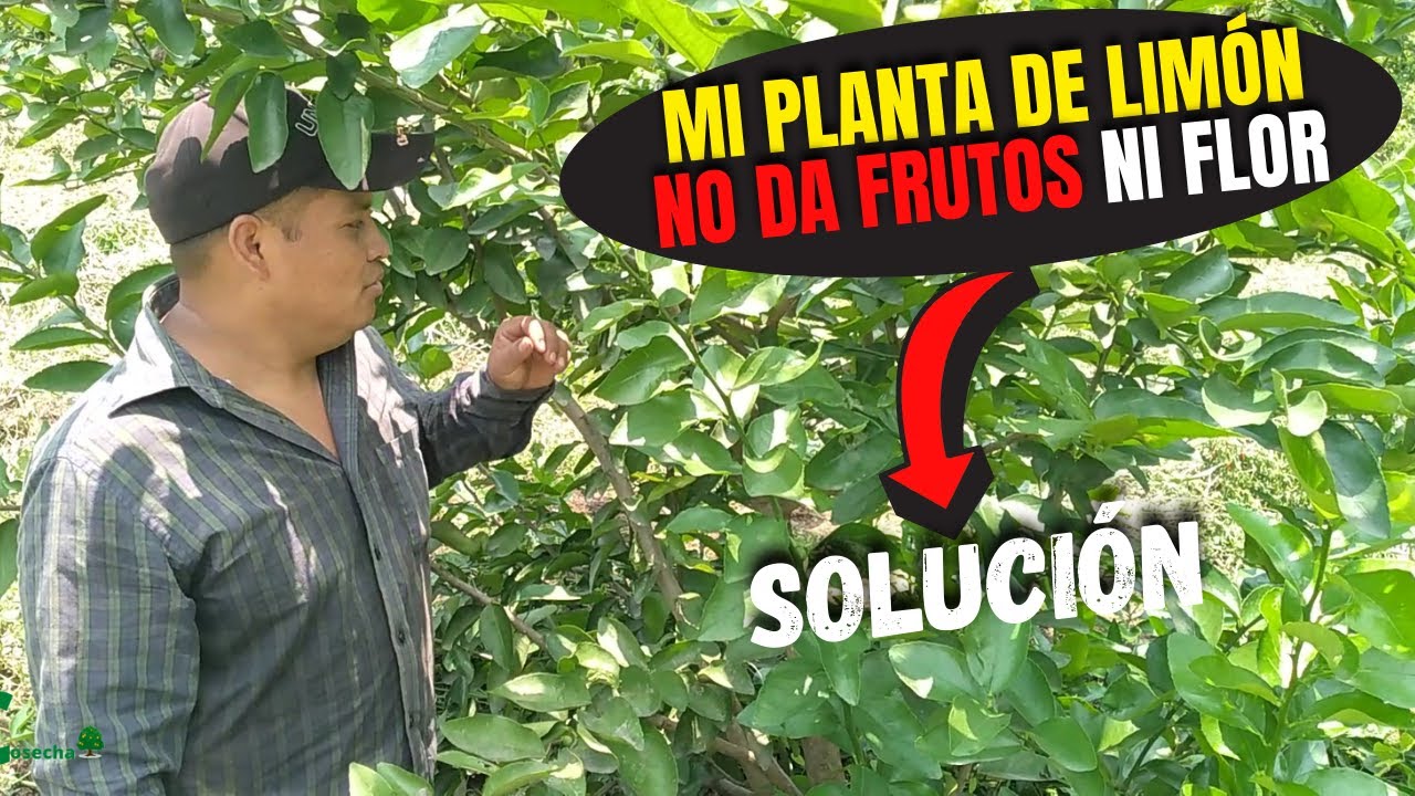 ¿Por qué Mi Árbol de Limón no Produce Frutos?