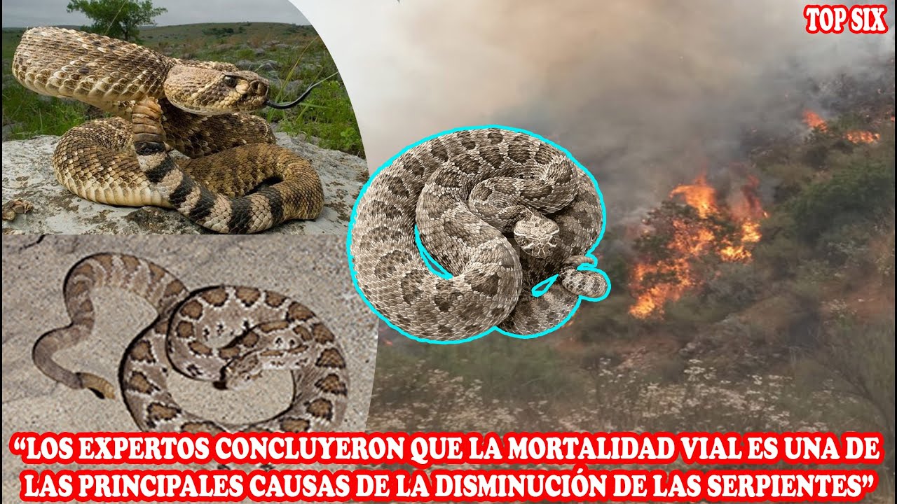 ¿Por qué la serpiente de cascabel está en peligro de extinción?