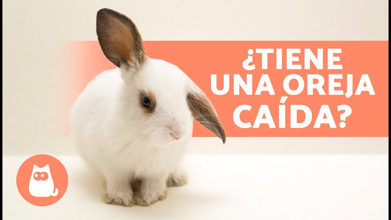 ¿Por qué los conejos levantan las orejas?
