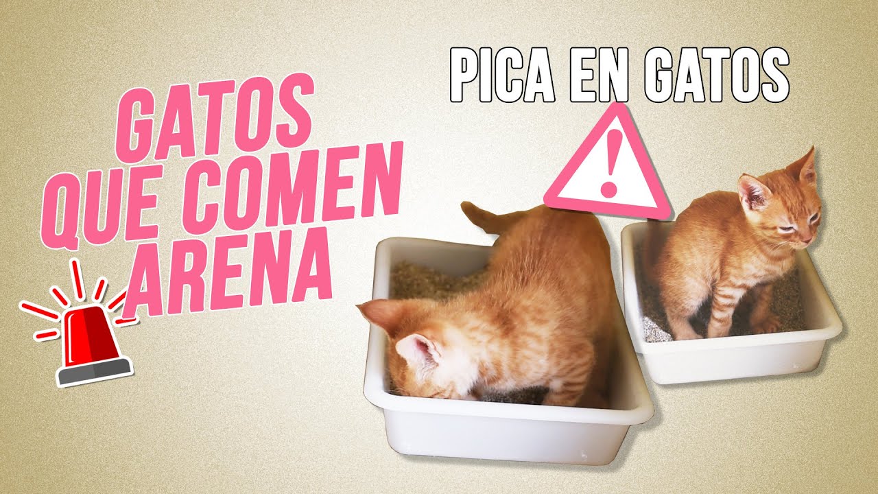 ¿Por qué los gatos se echan en su arena? ¡Descúbrelo!