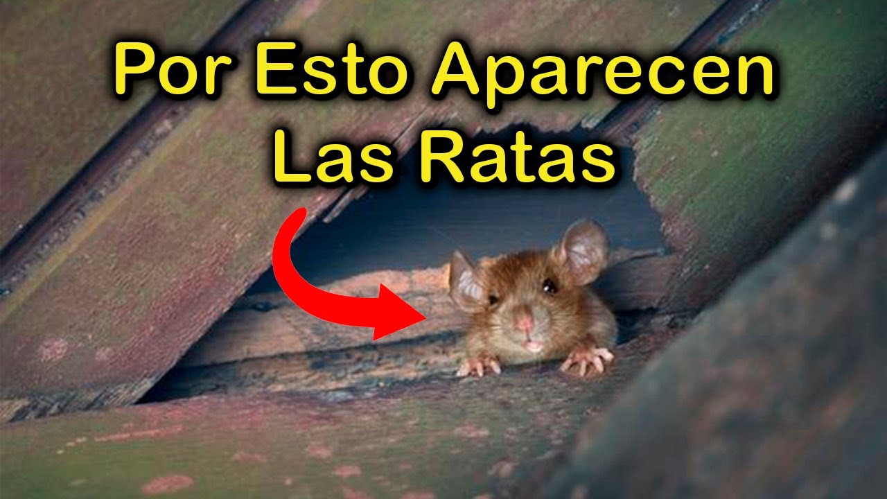 ¿Por qué los ratones entran en las casas?