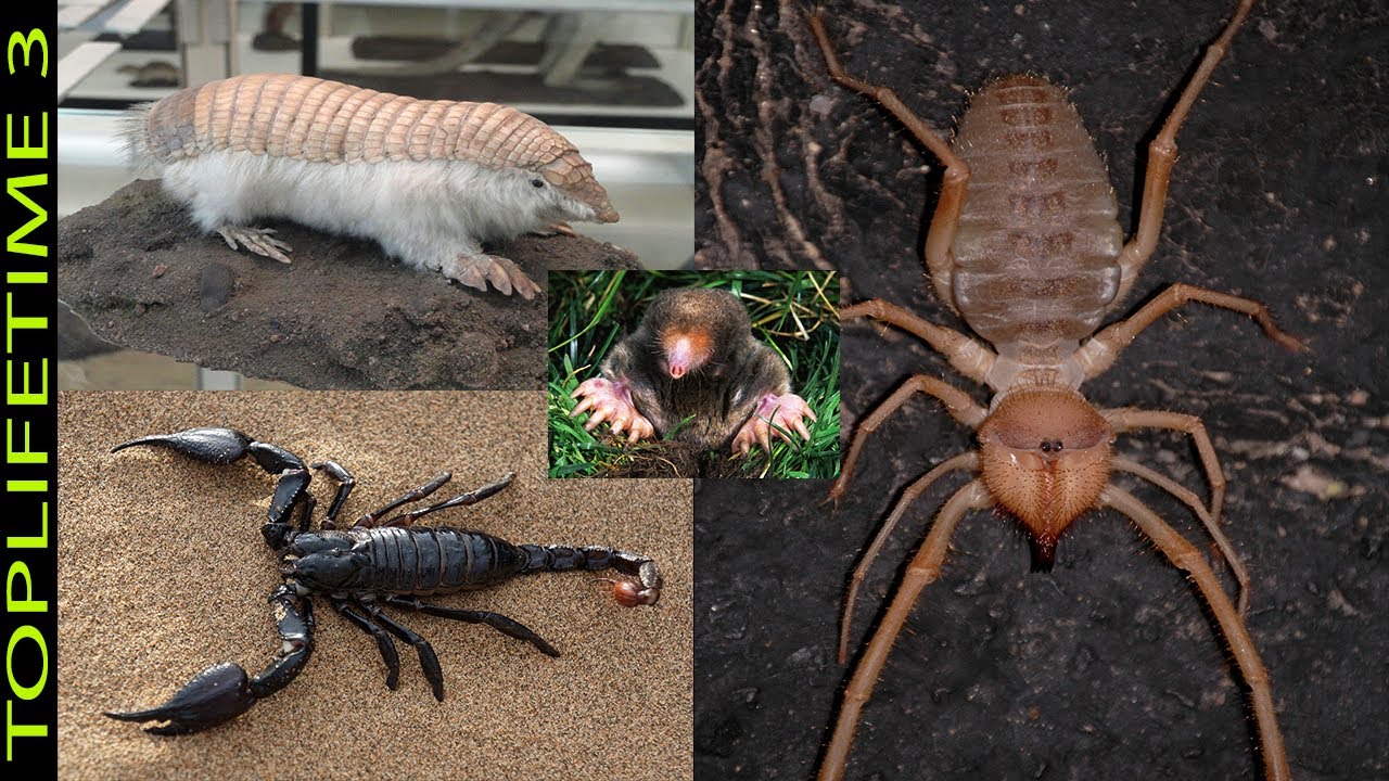 ¿Qué animal se esconde bajo tierra?
