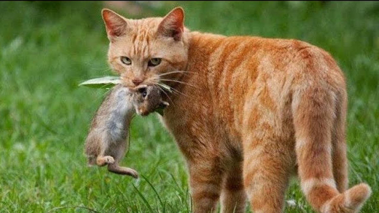 ¿Qué animales depredan a los gatos?