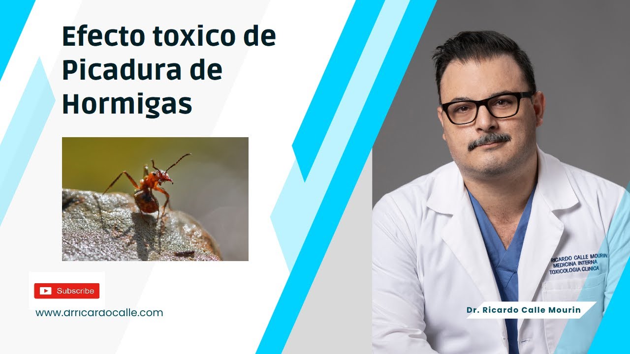 ¿Qué sucede si una hormiga negra te pica?