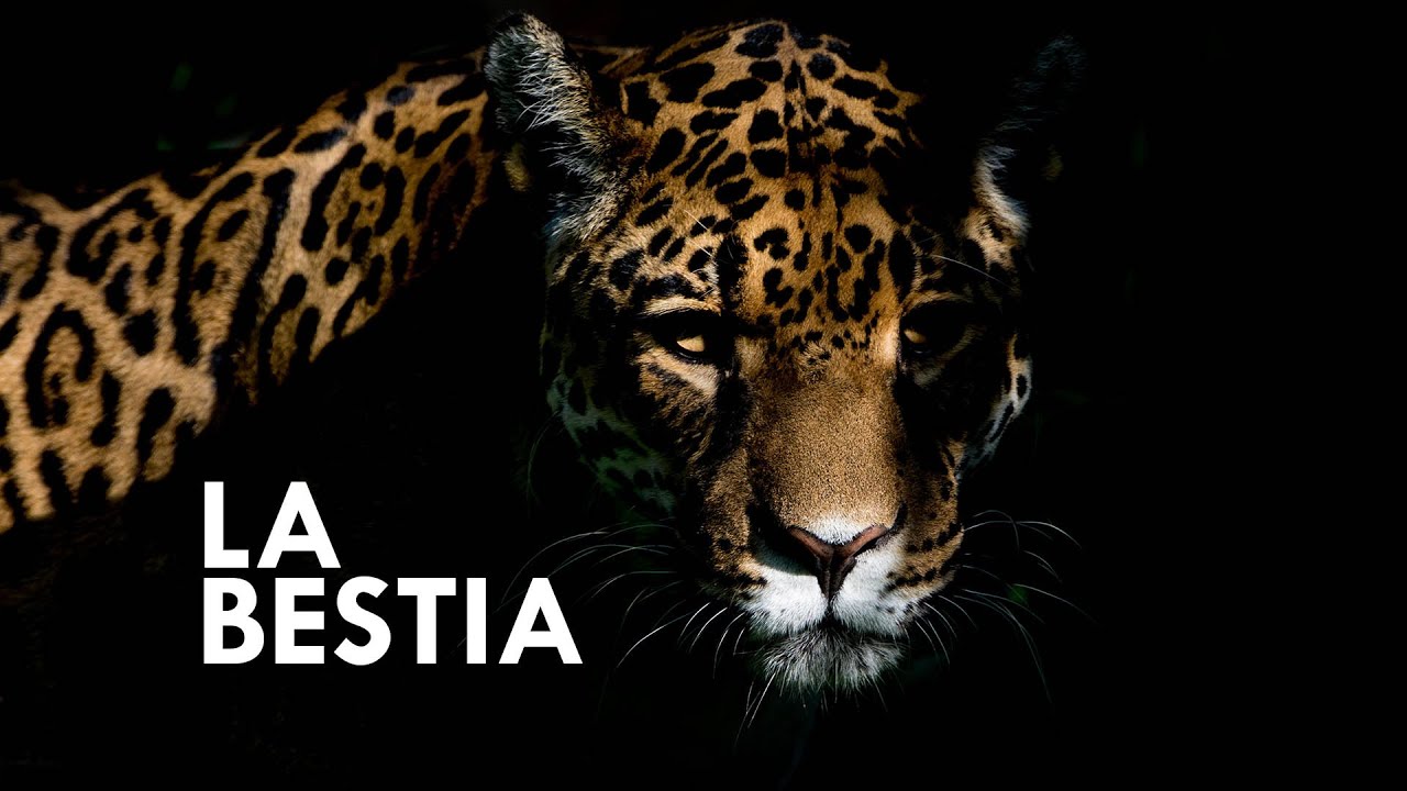 ¿Quién es el verdadero rey de la selva?