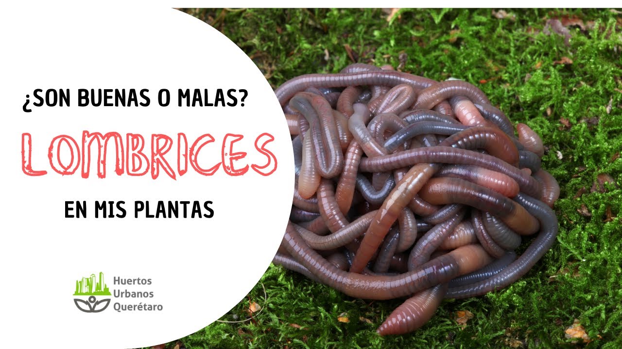¿Son buenas las lombrices para las plantas en macetas?