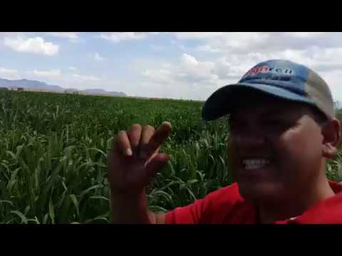 Abono para una hectárea de sorgo: ¿cuánto utilizar?