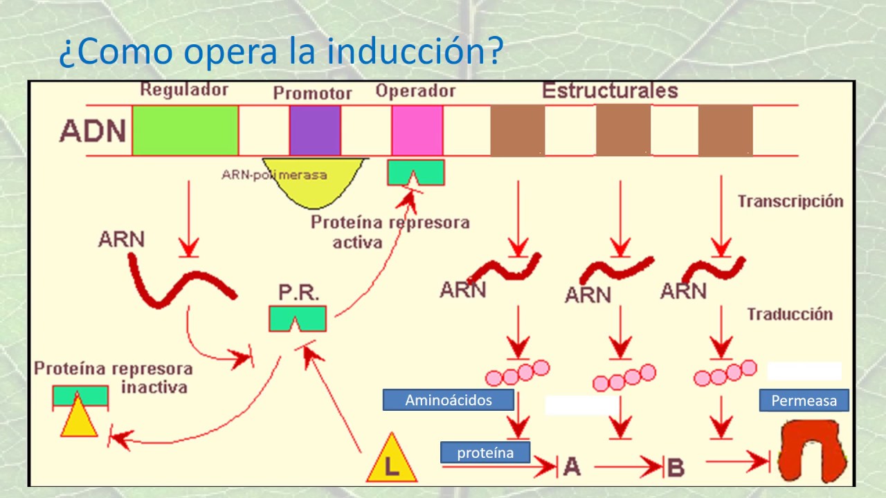 Absorción de nitrógeno en las plantas