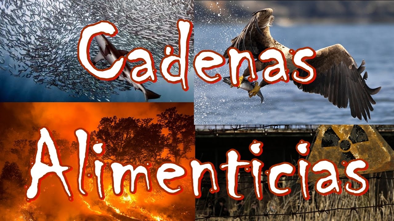 Actividades humanas que afectan las cadenas alimentarias