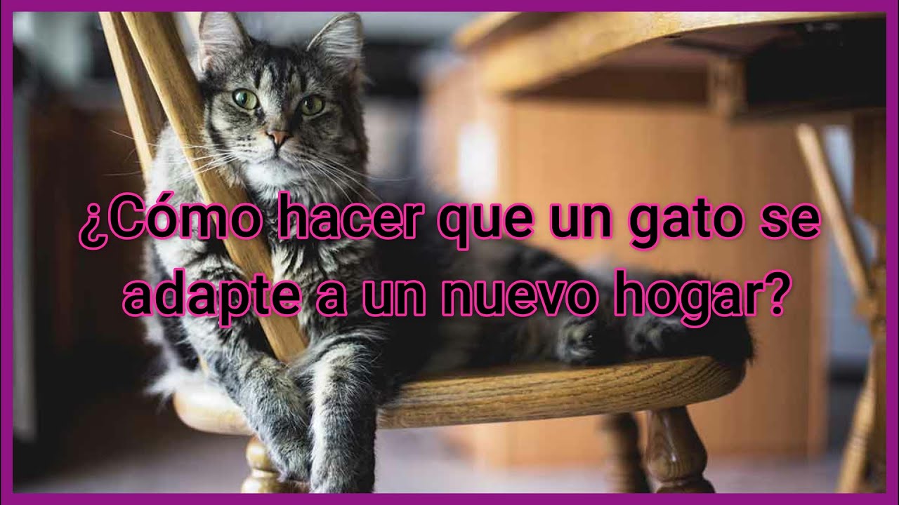 Adaptación del gato al medio ambiente