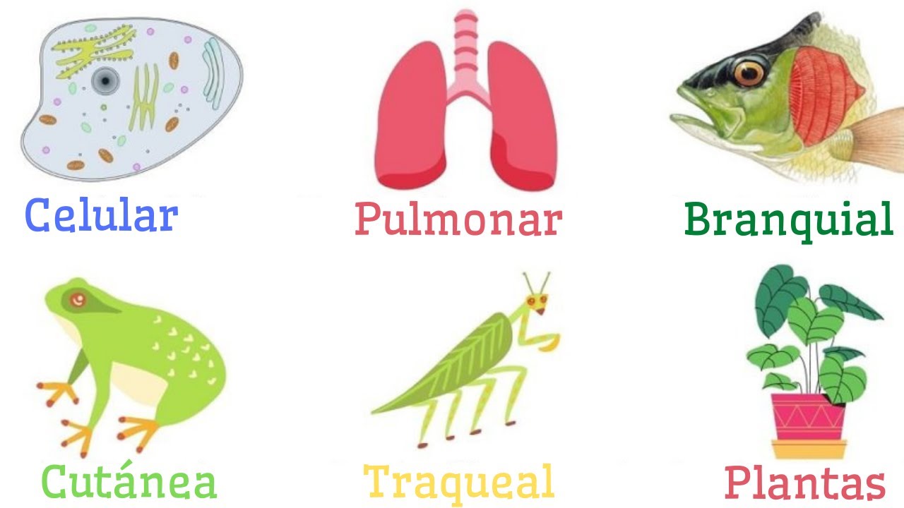 Adaptaciones respiratorias en los seres vivos