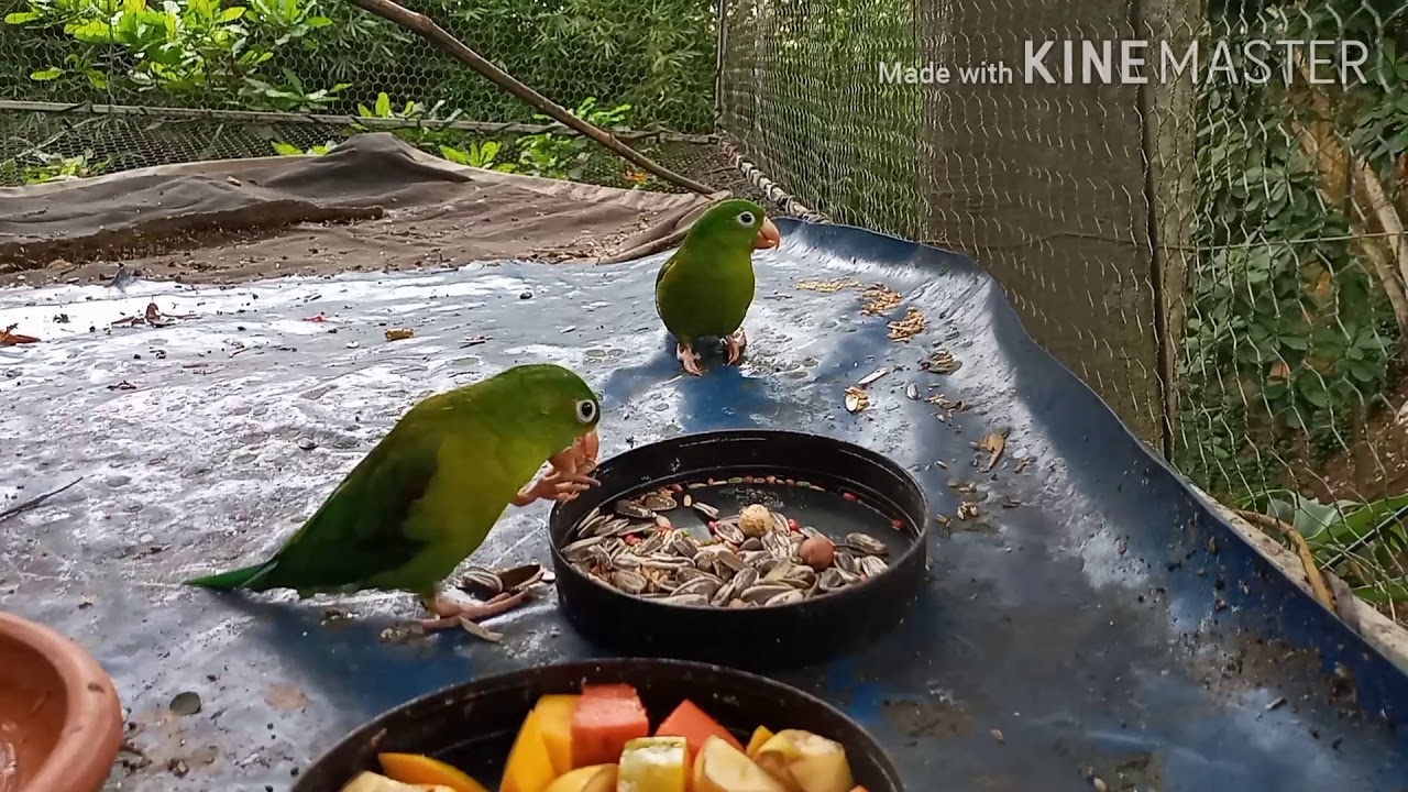 Alimentación adecuada para un perico verde