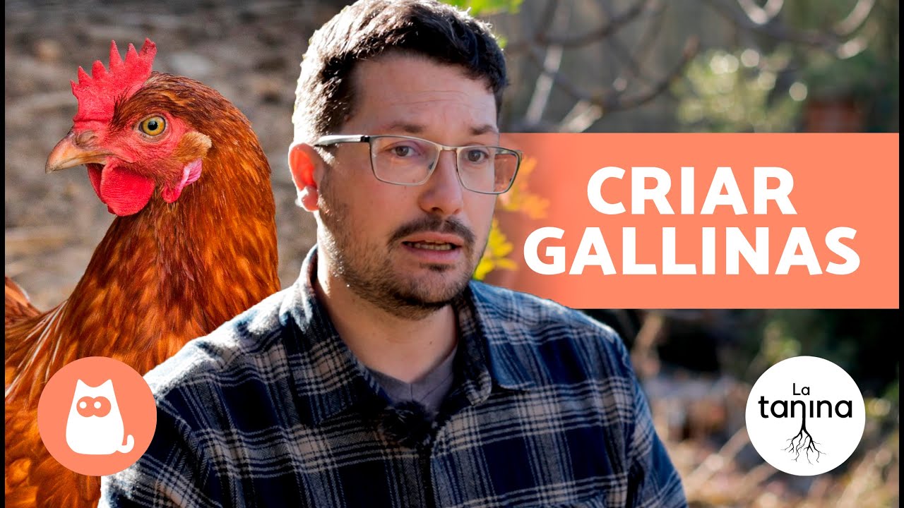 Alimentación de aves de corral: ¿qué necesitan?