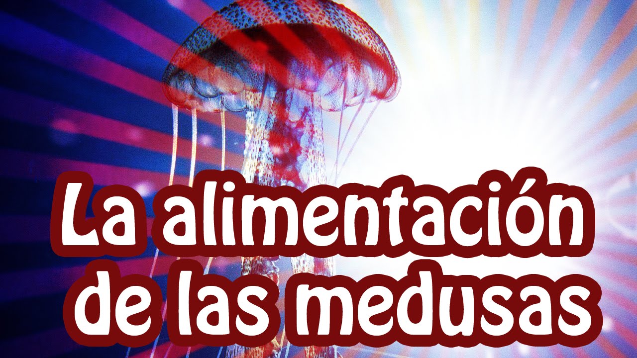 Alimentación de las medusas marinas