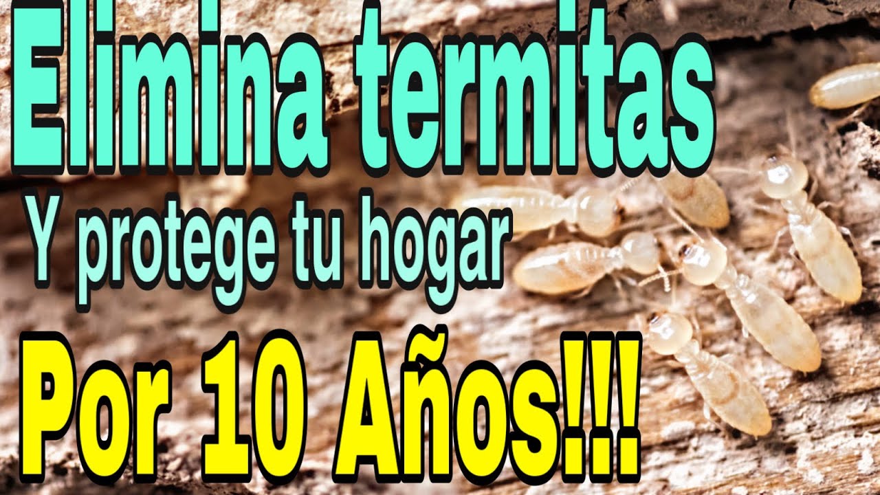 Alimentación de las termitas: lo que debes saber