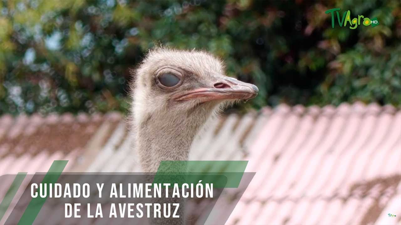 Alimentación del avestruz