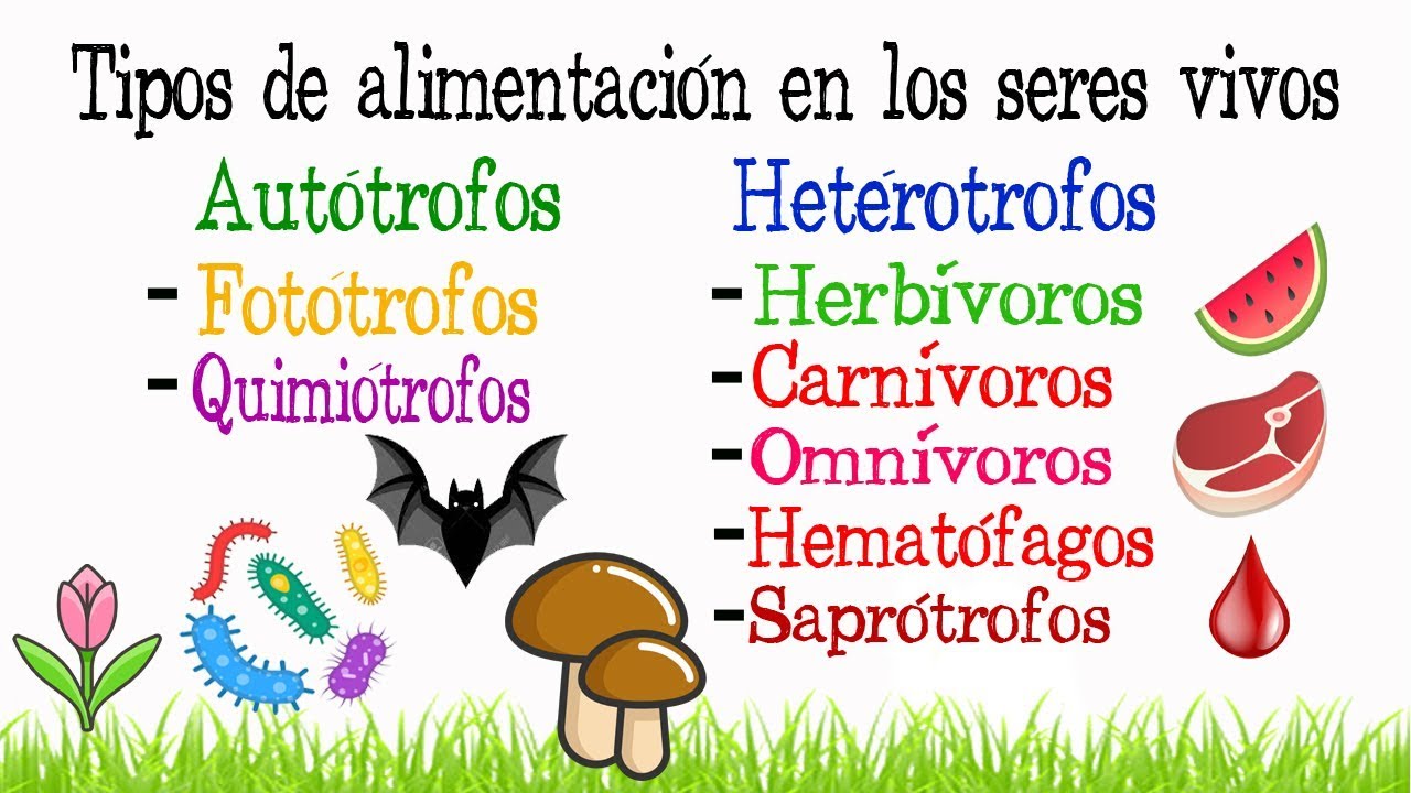 Alimentación en la naturaleza: cómo se nutren los seres vivos