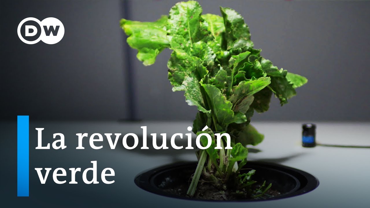 Alternativas ecológicas