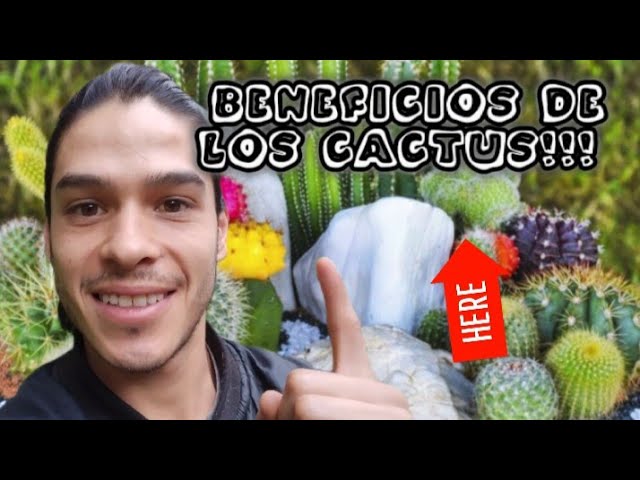 Añade cactus a tu hogar: beneficios sorprendentes