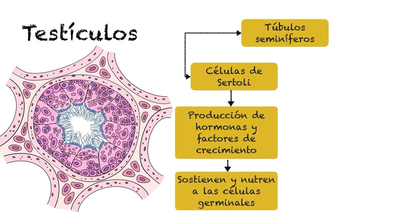 Anatomía reproductiva del macho tortuga