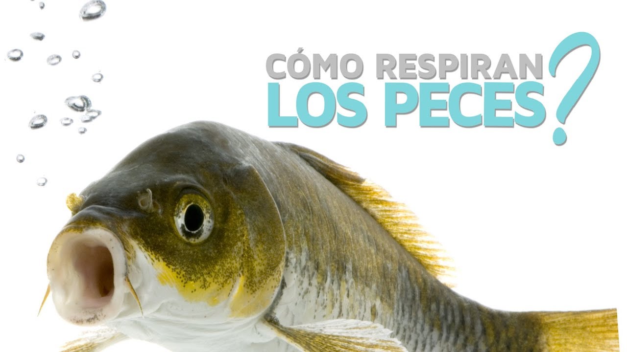 Animales Acuáticos Sin Branquias