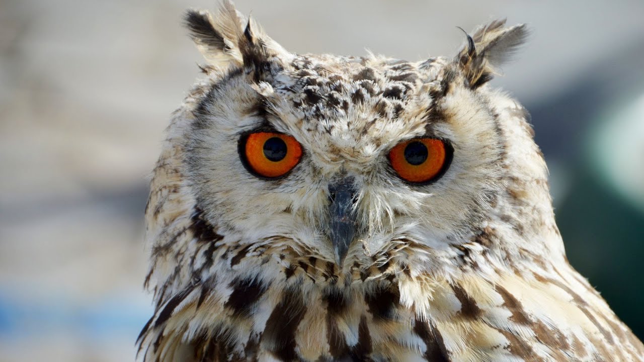 Animales con visión nocturna: razones de su capacidad