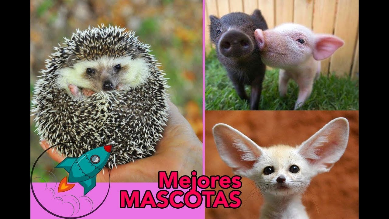 Animales de granja ideales para tener en casa: ¡conoce las mejores opciones!