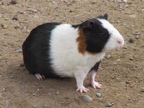 Animales domesticados en el Perú antiguo