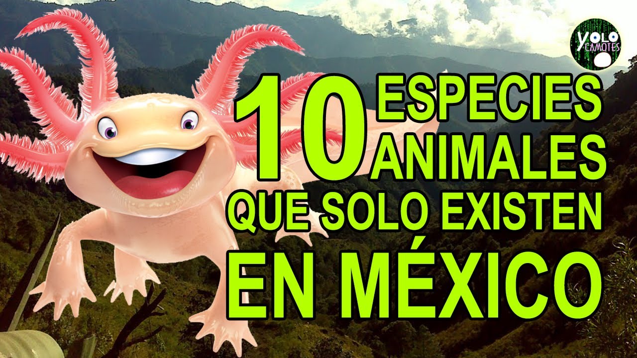 Animales endémicos: ¿por qué viven en un solo lugar?
