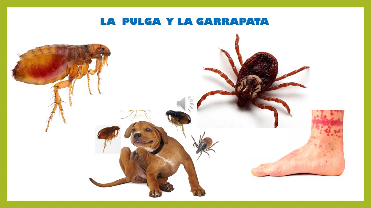 Animales perjudiciales para los humanos