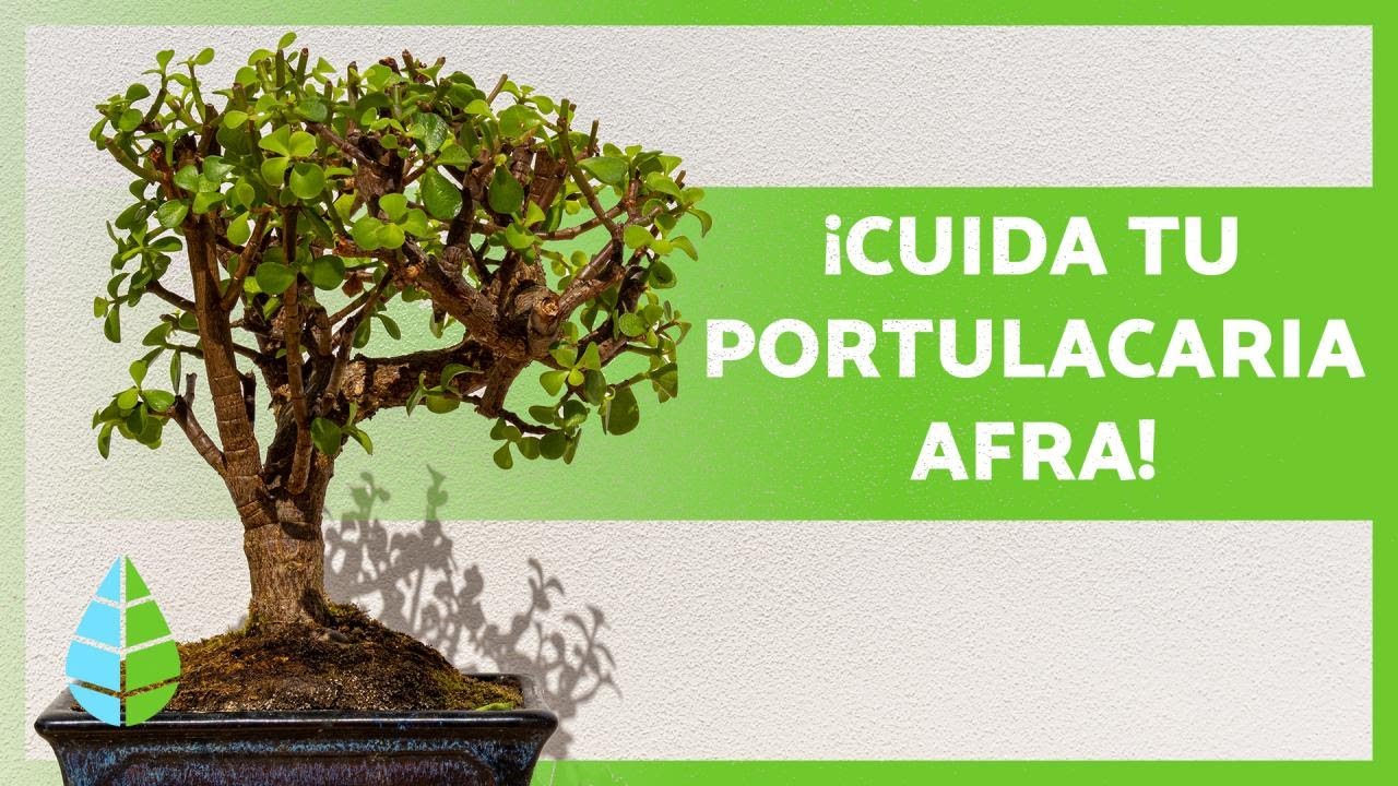 Aprende a cuidar el árbol de la abundancia correctamente