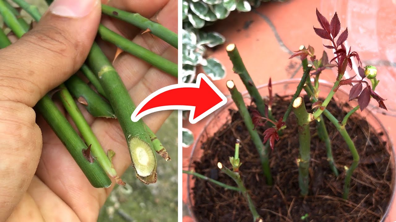 Aprende a replantar rosas provenientes de ramos