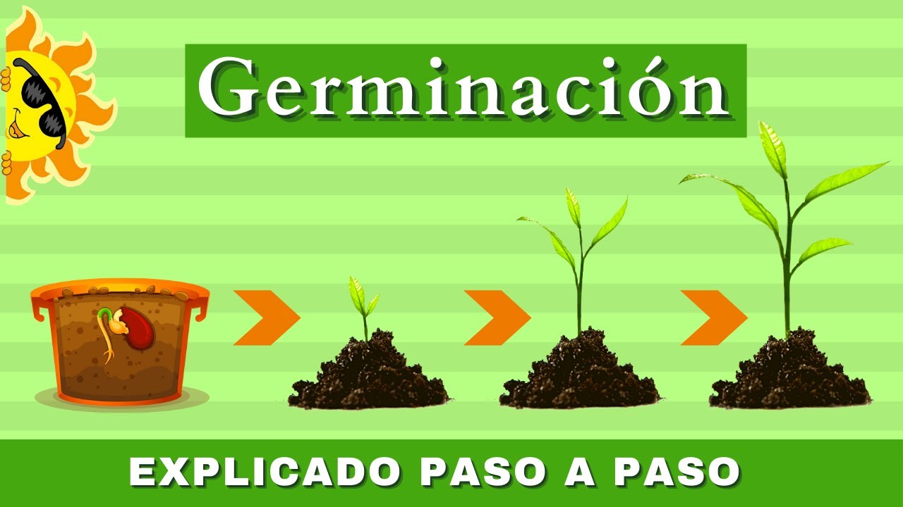 Aprende sobre el ciclo de vida del frijol