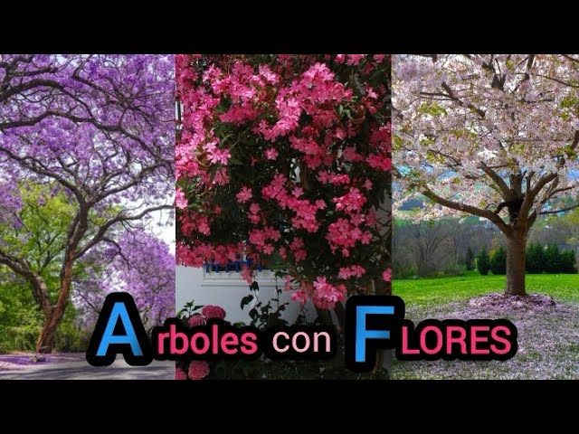 Árbol con flores rojas y vainas: una belleza natural