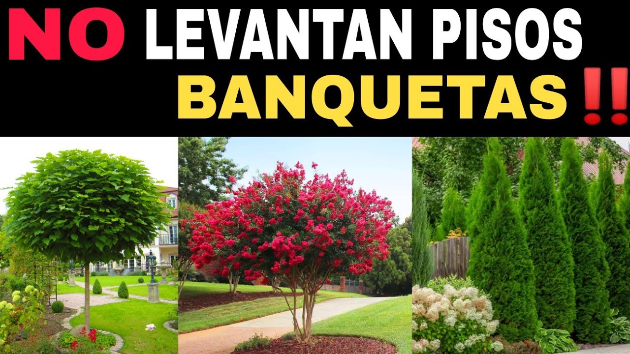 Árboles de jardín con raíces poco invasivas