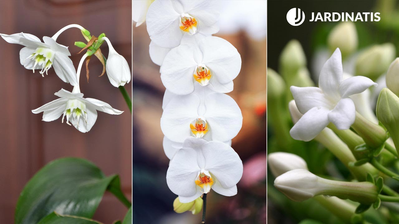 Arbusto de flores blancas y fragantes
