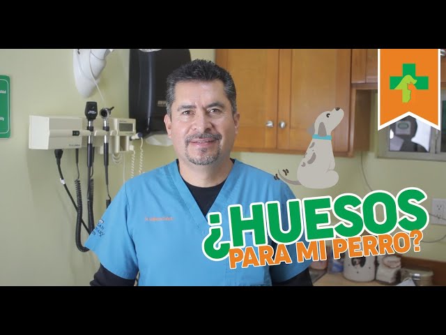 Aserrín de hueso: beneficios para perros