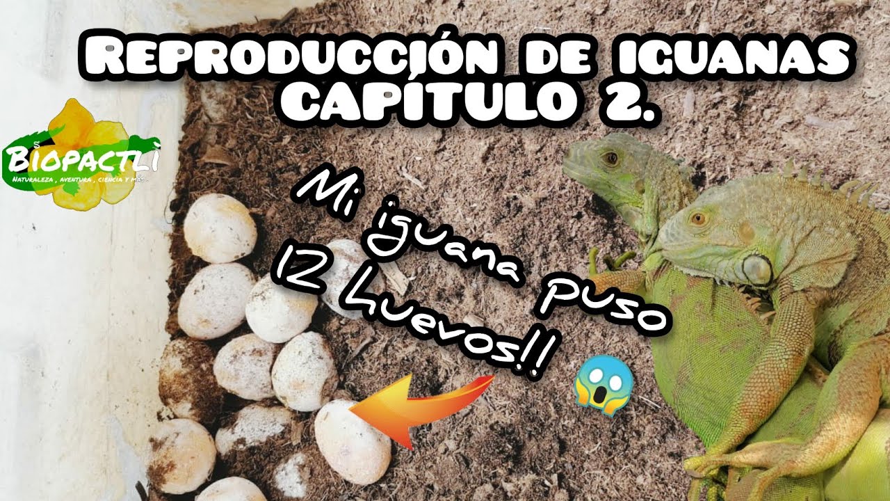 Así se reproducen las iguanas verdes