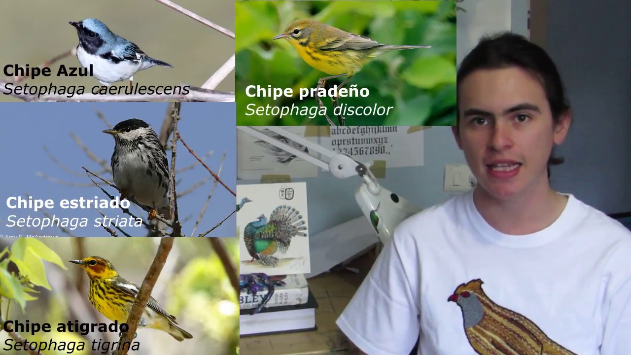 Aves únicas de la península de Yucatán