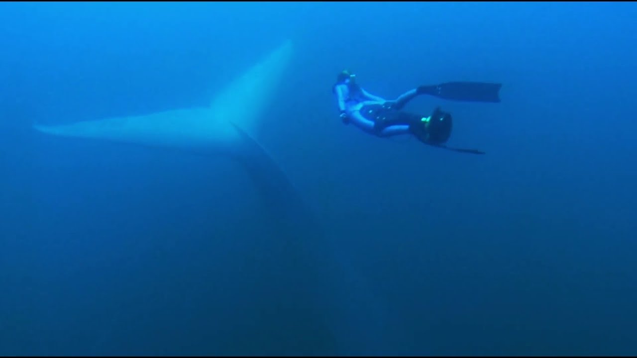 Ballena de aleta en peligro de extinción