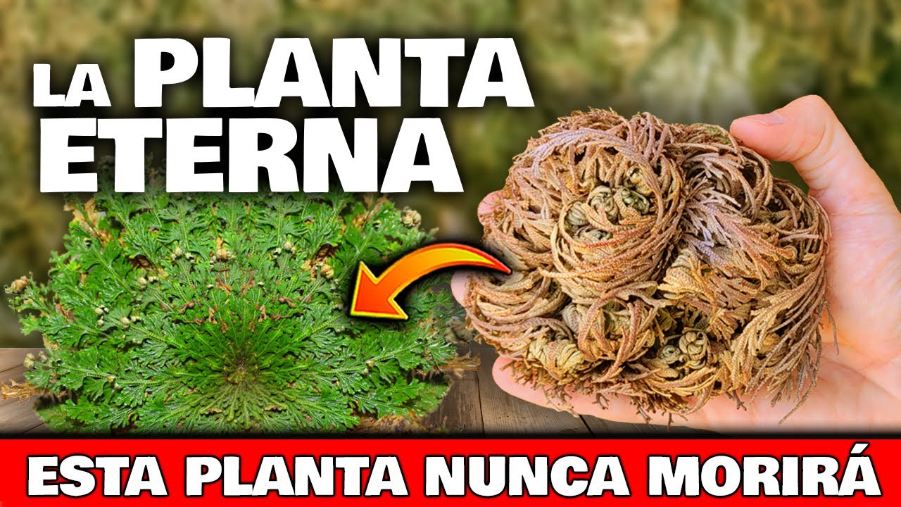 Beneficios de la flor de Jericó