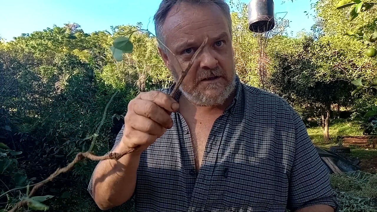 Beneficios de la planta mil hombres