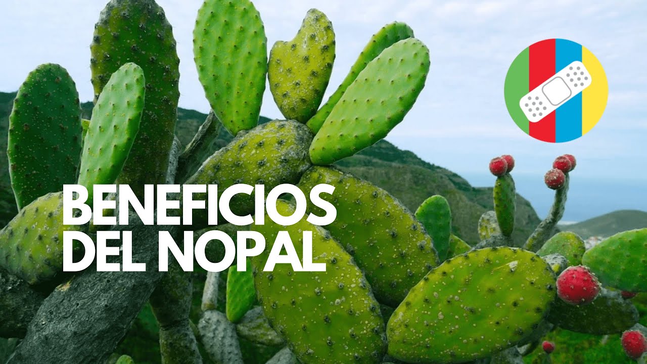 Beneficios de las cápsulas de nopal y toronja