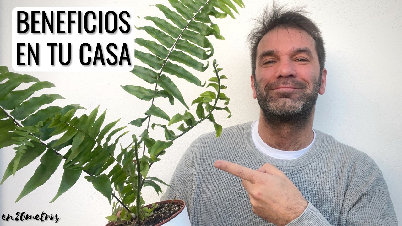 Beneficios de tener helechos en casa