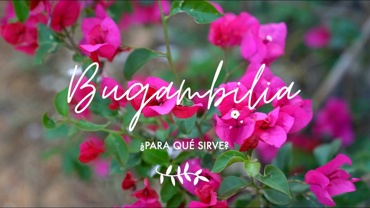 Beneficios del agua de bugambilia
