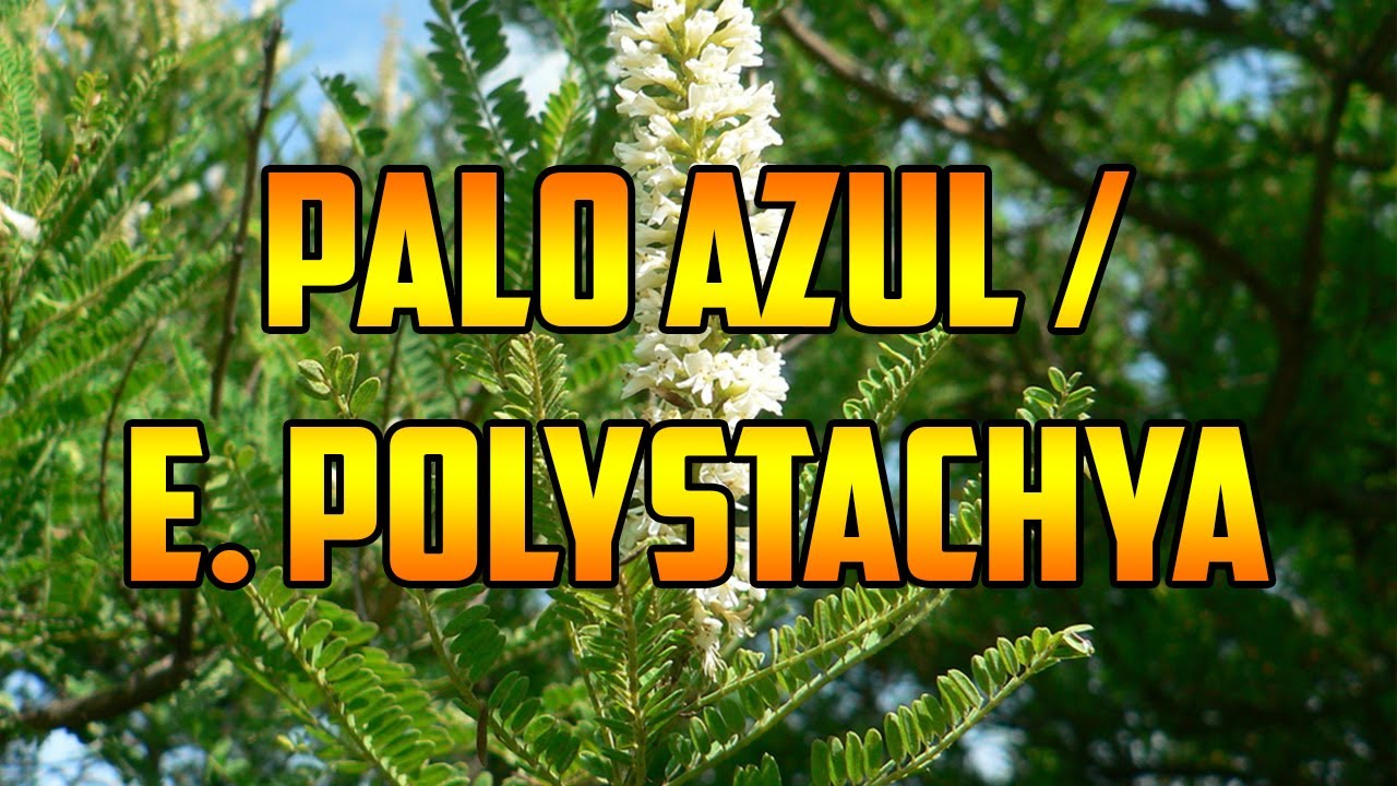 Beneficios del palo azul: propiedades y usos