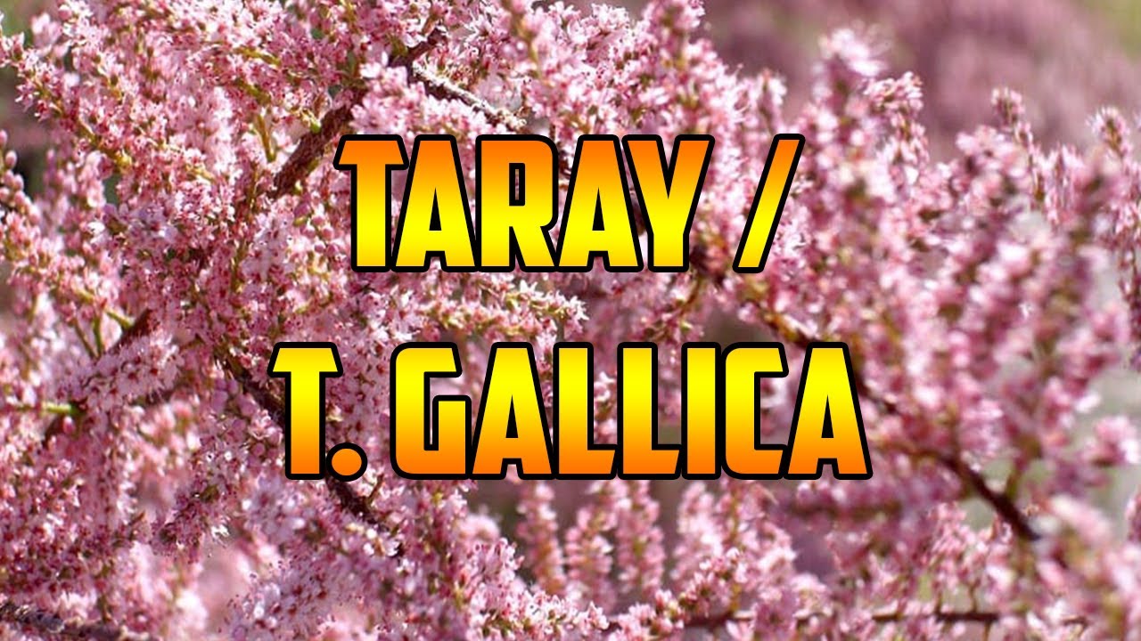Beneficios y usos del agua de taray: ¡conócelos!