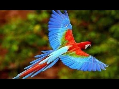 Biodiversidad en América