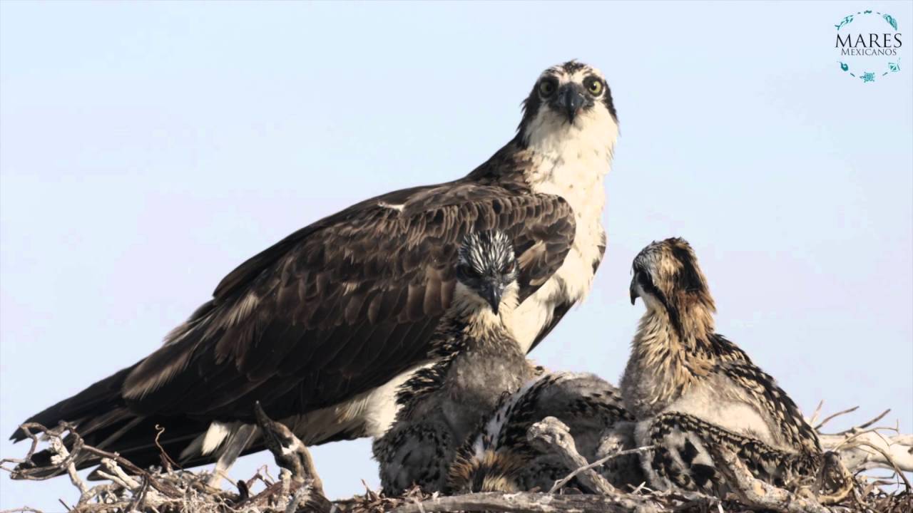 Biodiversidad en el desierto de Vizcaíno