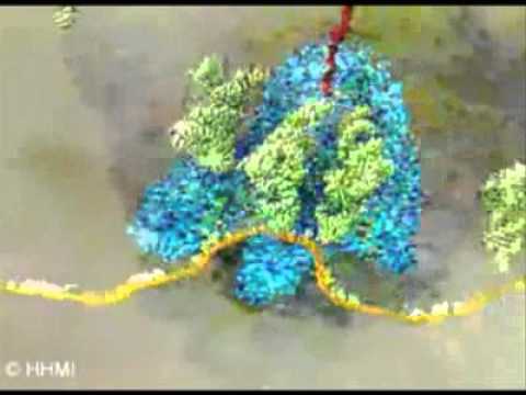 Biología molecular celular según Alberts (3ª edición)